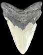 Bargain Megalodon Tooth - North Carolina #49527-2